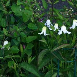 Clématite - Clematis Integrifolia Baby White
