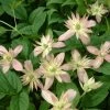 Clématite - Clematis Montana Marjorie -Promesse Fleurs Boutique Clematite Clematis montana Marjorie IF 6814881 1