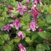 Clématite - Clematis Viticella Etoile Rose -Promesse Fleurs Boutique Clematite Clematis viticella Etoile Rose IF 6814971 1