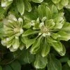 Clématite - Clematis Green Passion