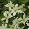 Clématite - Clematis Montana Jenny Keay -Promesse Fleurs Boutique Clematite Jenny Keay 80705 1