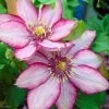 Clematite - Clematis Paradiso -Promesse Fleurs Boutique Clematite Paradiso 83031 1