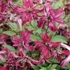 Clématite - Clematis Viticella Rosalyn 2 Clématite - Clematis Viticella Rosalyn -Promesse Fleurs Boutique Clematite Rosalyn 81319 3