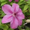 Clématite - Clematis SUCCESS® Candy 1 Clématite - Clematis SUCCESS® Candy -Promesse Fleurs Boutique Clematite Success Candy 681515 1