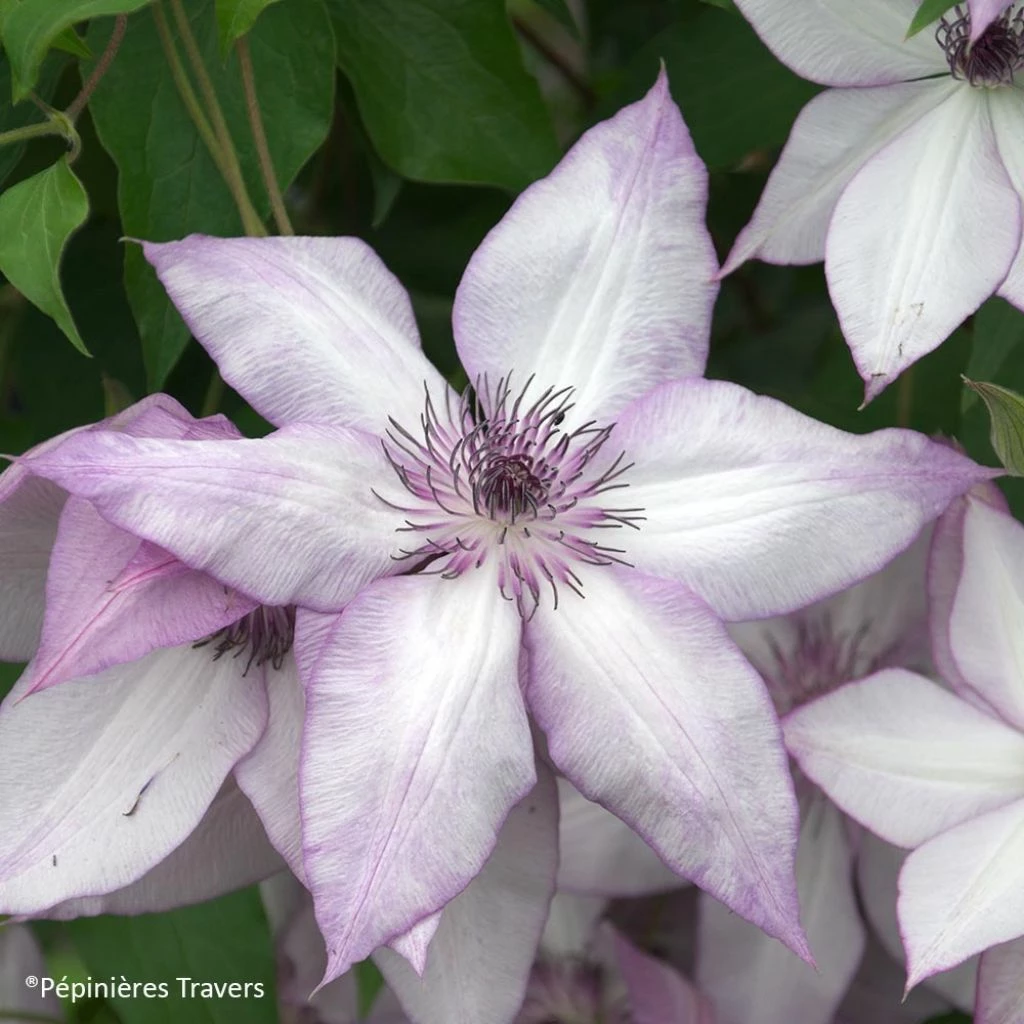 Clématite Florida Utopia 3 Clématite Florida Utopia