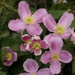 Clématite - Clematis Montana Tetrarose