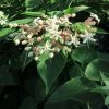 Arbre Du Clergé Fargesii - Clerodendrum Trichotomum Fargesii 2 Arbre Du Clergé Fargesii - Clerodendrum Trichotomum Fargesii -Promesse Fleurs Boutique Clerodendrum trichotomum Fargesii 87578 1
