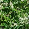 Clethra Alnifolia -Promesse Fleurs Boutique Clethra alnifolia 781577 1