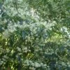 Clethra Barbinervis -Promesse Fleurs Boutique Clethra barbinervis2 ld Clivid 781579 1