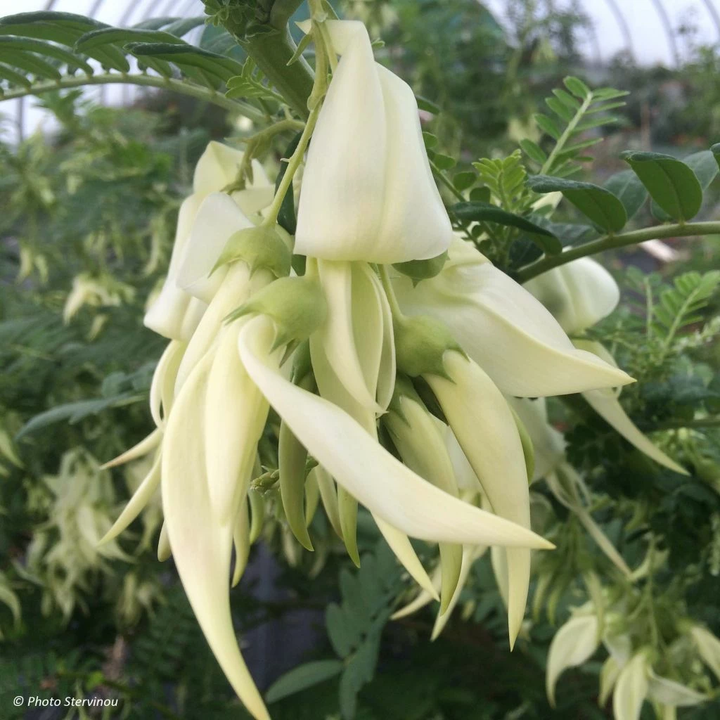 Clianthus Puniceus White Heron - Pince De Homard 3 Clianthus Puniceus White Heron - Pince De Homard