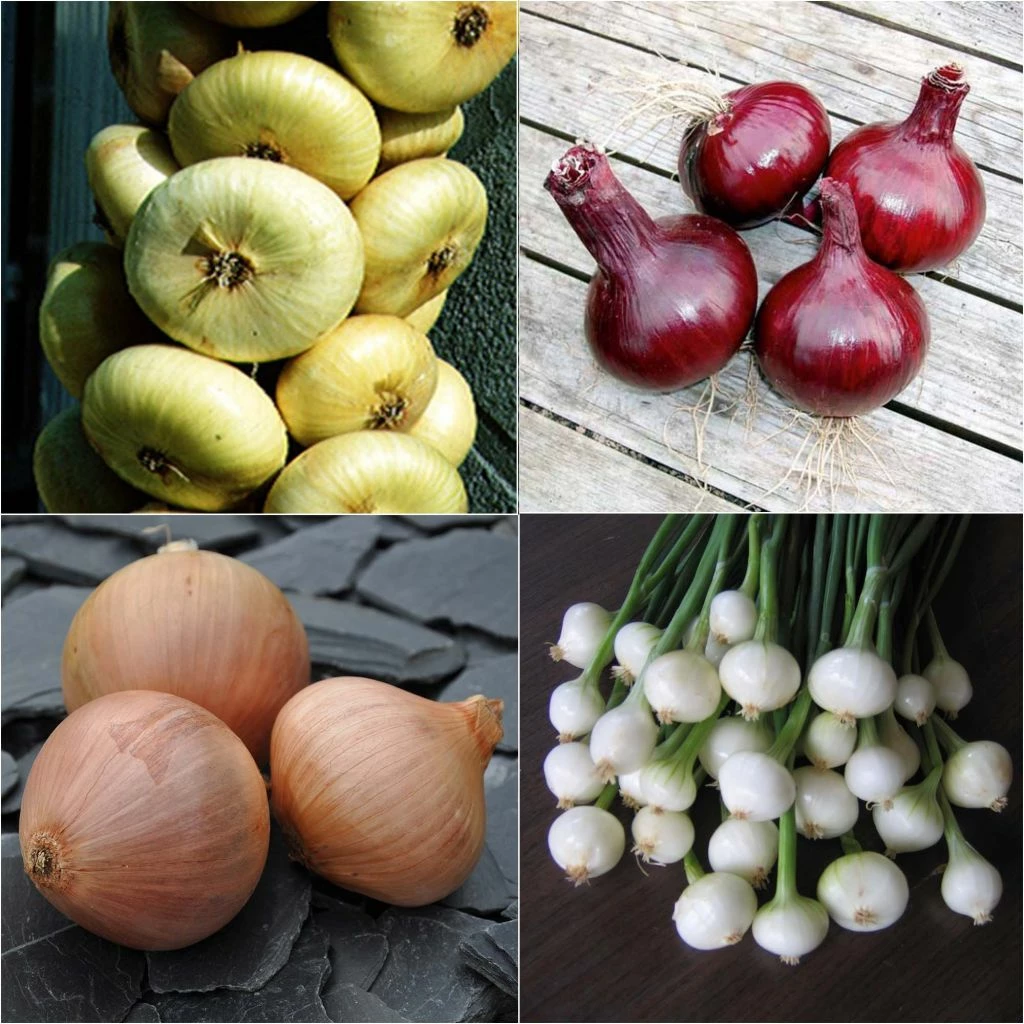 Collection 4 Oignons Colorés 3 Collection 4 Oignons Colorés
