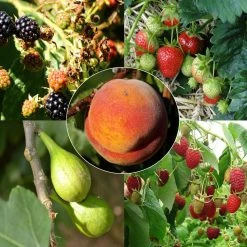 Collection Confitures Plus - 5 Fruitiers Et Petits Fruits