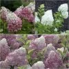 Collection Hortensias Paniculata 2 Collection Hortensias Paniculata -Promesse Fleurs Boutique Collection Hortensias Paniculatas 67850 1