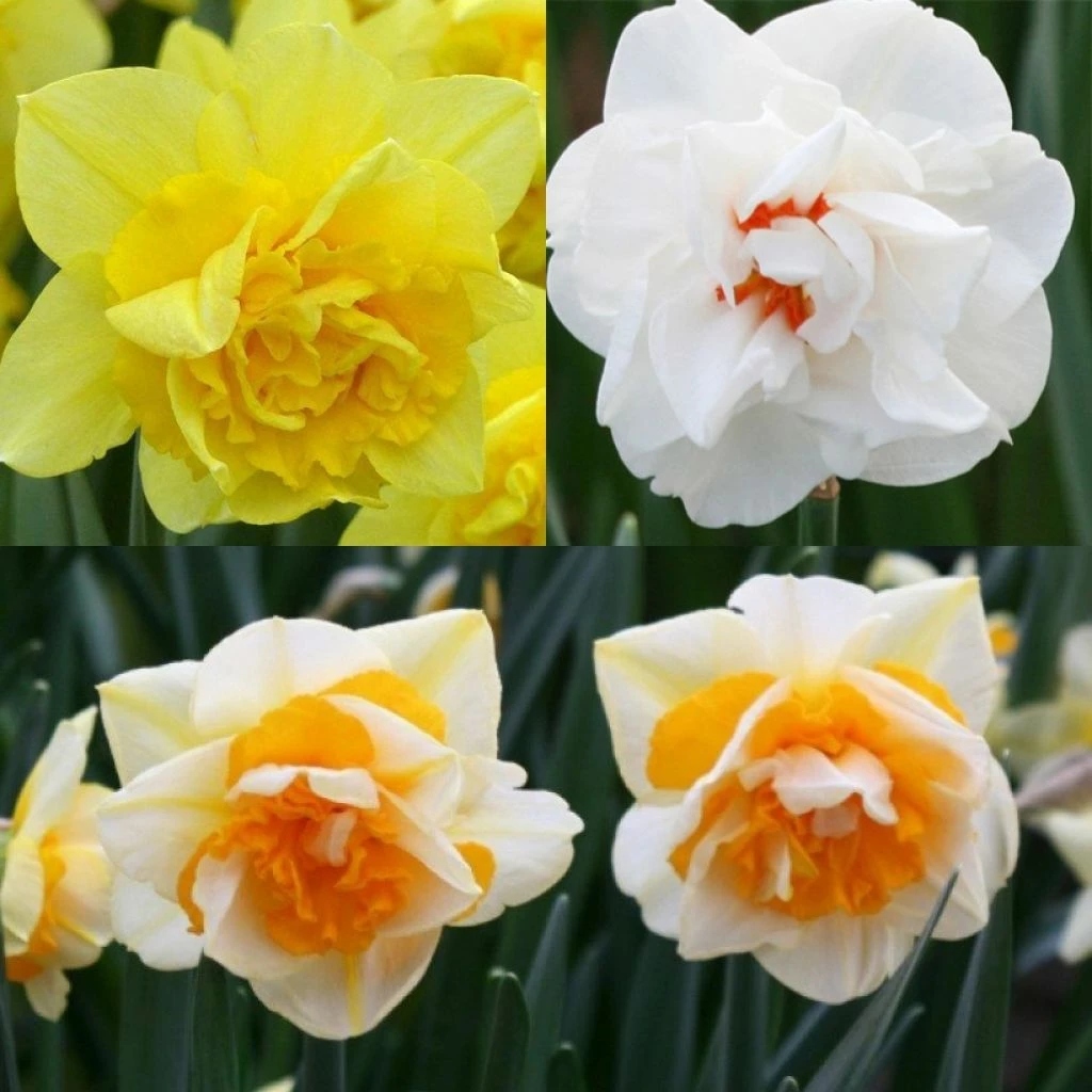 Collection Narcisses Doubles 3 Collection Narcisses Doubles