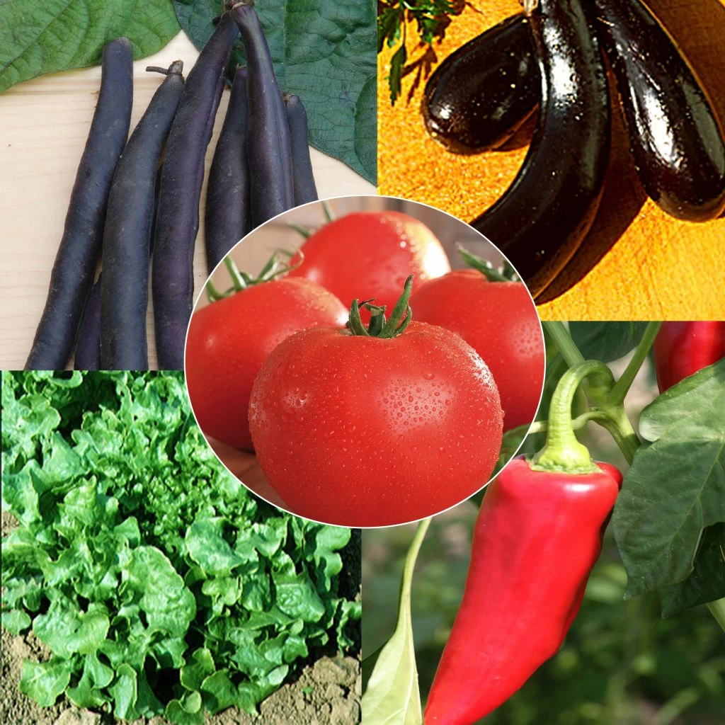 Collection "Panier Bio" - 5 Sachets De Graines AB 3 Collection "Panier Bio" - 5 Sachets De Graines AB