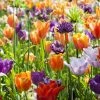 Collection Tulipes Orange-Violet -Promesse Fleurs Boutique Collection Tulipes Orange Violet 85528 1