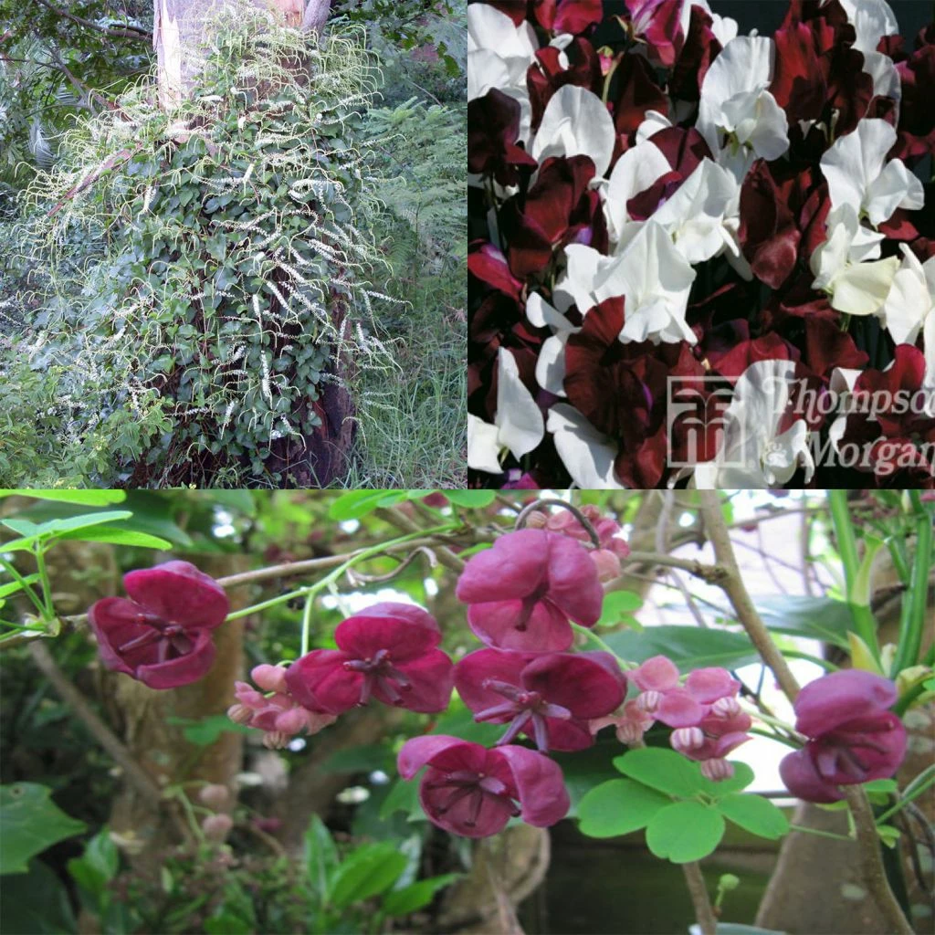 Collection De 3 Grimpantes Pour 6 Mois De Fleurs 3 Collection De 3 Grimpantes Pour 6 Mois De Fleurs