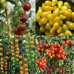 Collection De 4 Tomates Apéritif - Tomate-cerise Et Cocktail