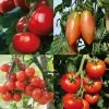 Collection De 4 Tomates Hybrides F1 2 Collection De 4 Tomates Hybrides F1 -Promesse Fleurs Boutique Collection de 4 tomates hybrides F1 70041 1 1
