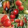 Collection De 5 Tomates En Plants GREFFES 1 Collection De 5 Tomates En Plants GREFFES -Promesse Fleurs Boutique Collection de 5 tomates en plants greffes 4046 1 1
