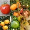 Collection De 6 Tomates Colorées 2 Collection De 6 Tomates Colorées -Promesse Fleurs Boutique Collection de 6 tomates colorees 70038 1 1