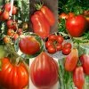 Collection De 8 Tomates De Formes Variées -Promesse Fleurs Boutique Collection de 8 tomates de formes variees 70039 1 1