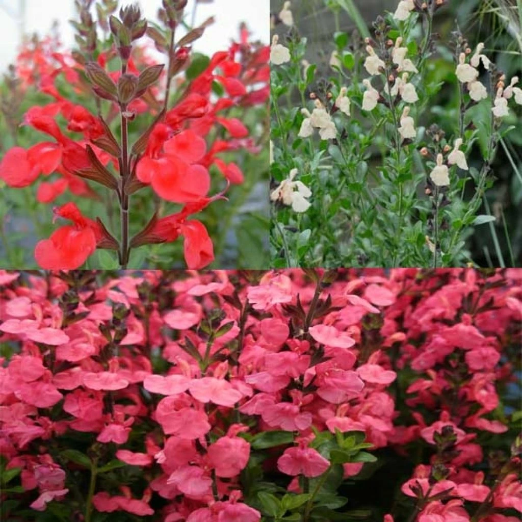 Collection De 3 Sauges 3 Collection De 3 Sauges