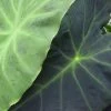 Colocasia Dragon Heart Giant - Oreille D'éléphant 1 Colocasia Dragon Heart Giant - Oreille D'éléphant -Promesse Fleurs Boutique Colocasia Dragon Heart Giant 83272 1 2