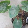 Colocasia Hawaiian Punch - Taro 2 Colocasia Hawaiian Punch - Taro -Promesse Fleurs Boutique Colocasia Hawaiian Punch 15053 1