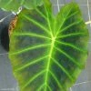 Colocasia Imperial Gigante - Oreille D'Eléphant 1 Colocasia Imperial Gigante - Oreille D'Eléphant -Promesse Fleurs Boutique Colocasia Imperial Gigante 83273 1