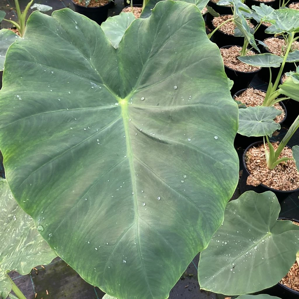 Colocasia Jack's Giant - Oreille D'éléphant 3 Colocasia Jack's Giant - Oreille D'éléphant