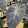 Colocasia Painted Black Gecko - Oreille D'éléphant 1 Colocasia Painted Black Gecko - Oreille D'éléphant -Promesse Fleurs Boutique Colocasia Painted Black Gecko Oreille d elephant 16648 1