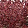Coprosma Pacific Dawn -Promesse Fleurs Boutique Coprosma Pacific Dawn 88788 1