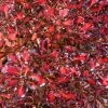 Coprosma Pacific Sunset 2 Coprosma Pacific Sunset -Promesse Fleurs Boutique Coprosma repens Pacific Sunset 88790 1