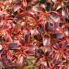 Coprosma (x) Repens Fire Burst -Promesse Fleurs Boutique Coprosma x repens Fire Burst IF 16236 1
