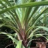 Cordyline Australis Peko -Promesse Fleurs Boutique Cordyline australis Peko copyright 8998111 1