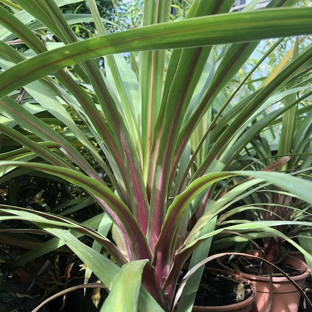 Cordyline Australis Peko 3 Cordyline Australis Peko