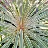 Cordyline Australis Pink Champagne -Promesse Fleurs Boutique Cordyline australis Pink Champagne V 1004561 1