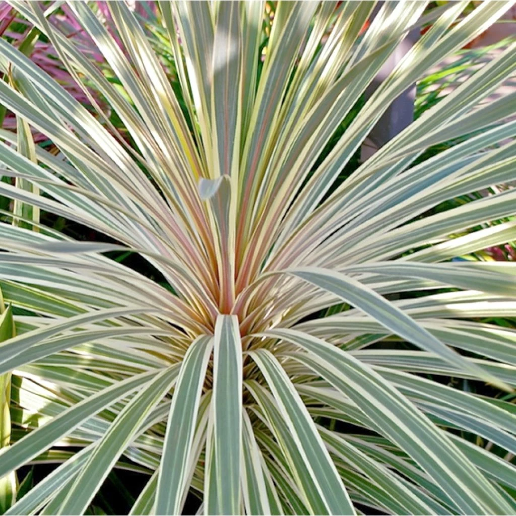 Cordyline Australis Pink Champagne 3 Cordyline Australis Pink Champagne