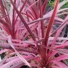Cordyline Australis Pink Passion 2 Cordyline Australis Pink Passion -Promesse Fleurs Boutique Cordyline australis Pink passion 832772 1 2