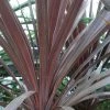 Cordyline Australis Red Star 2 Cordyline Australis Red Star -Promesse Fleurs Boutique Cordyline australis Red Star 7900 1