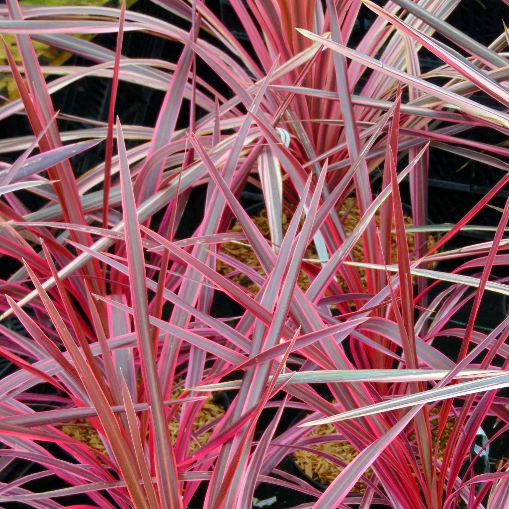 Cordyline Australis Southern Splendour 3 Cordyline Australis Southern Splendour