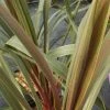 Cordyline Australis Sundance 2 Cordyline Australis Sundance -Promesse Fleurs Boutique Cordyline australis Sundance 84626 1 2
