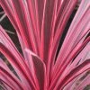 Cordyline Australis Sunrise