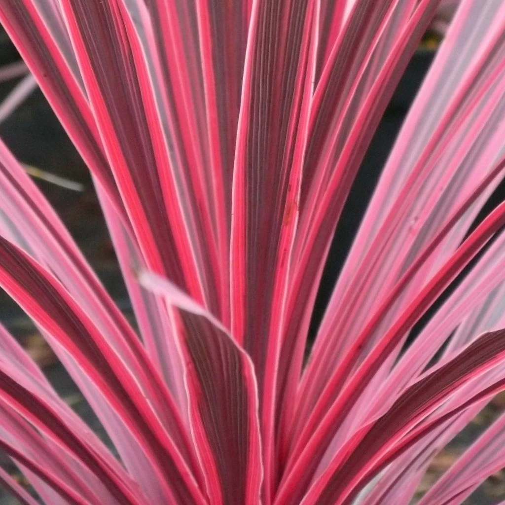 Cordyline Australis Sunrise 3 Cordyline Australis Sunrise