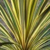 Cordyline Australis Torbay Dazzler 1 Cordyline Australis Torbay Dazzler -Promesse Fleurs Boutique Cordyline australis Torbay Dazzler 83280 1