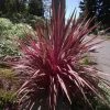 Cordyline Banksii Electric Pink 1 Cordyline Banksii Electric Pink -Promesse Fleurs Boutique Cordyline banksii Electric Pink 100458 1