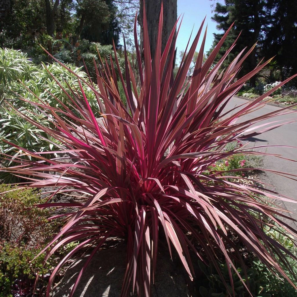 Cordyline Banksii Electric Pink 3 Cordyline Banksii Electric Pink