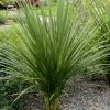 Cordyline Indivisa 1 Cordyline Indivisa -Promesse Fleurs Boutique Cordyline indivisa v 7219 1