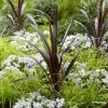 Cordyline Obtecta Superstar -Promesse Fleurs Boutique Cordyline obtecta Superstar 87381 1